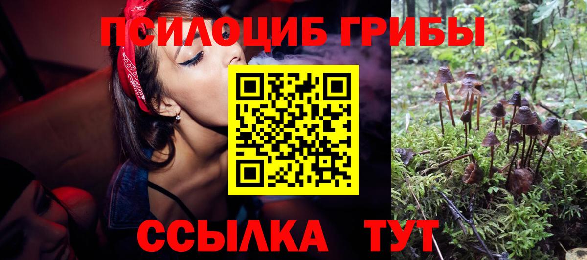 Сорочинск  Галлюциногенные грибы Psilocybine cubensis  Вход с VPN 